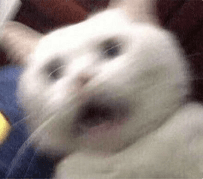 cat O face
