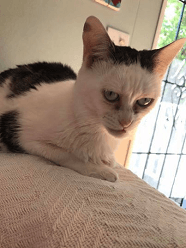 grumpy cat