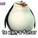 Pinguino funar