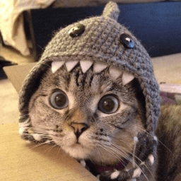 cat with shark hat