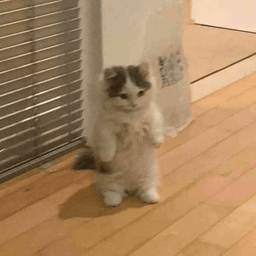 cat standing