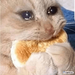 Cat cry
