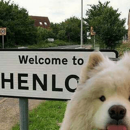 henlo!