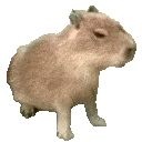 2403capybara