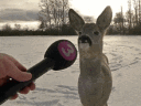 deerinterview deerinterview