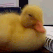 duck_no