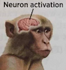 NeuronActivation