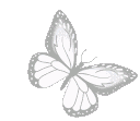 whitebutterfly