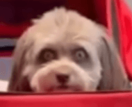 dog stare .gg/thecoven dog stare .gg/thecoven