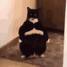 cat-lander cat-lander