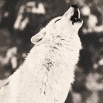 Wolf Howling Wolf Howling