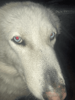 Let me do it for you Let me do it for you