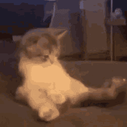 catbonerggdarlings18 catbonerggdarlings18