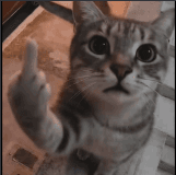 cat saying fuck you cat saying fuck you