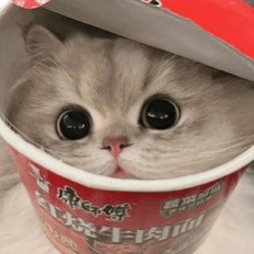 cat in cup | .gg/darlings18 cat in cup | .gg/darlings18