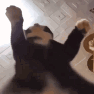 cat is a paid actor cat is a paid actor