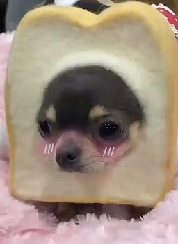 breaddog