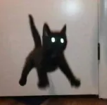 cat jump 
