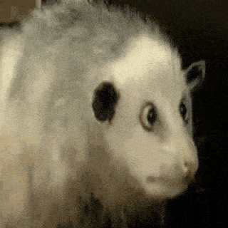 opossum possum